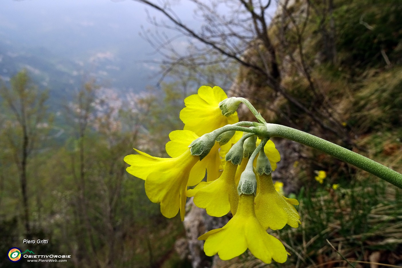 59 Primula orecchia d'orso (Primula auricola),.JPG -                                